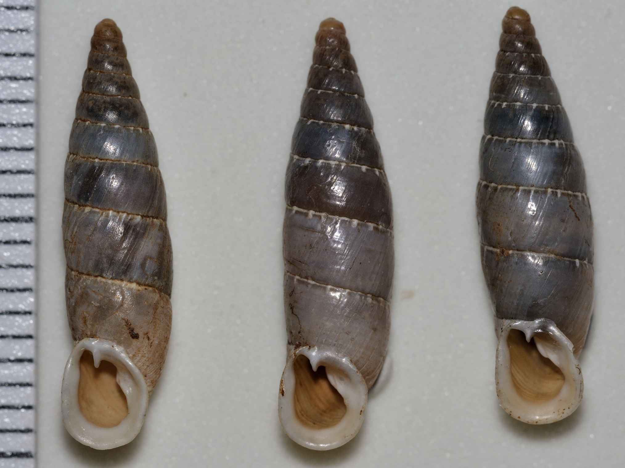 Clausiliidae: Leucostigma candidescens